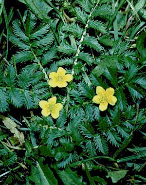 Лапчатка гусиная фото