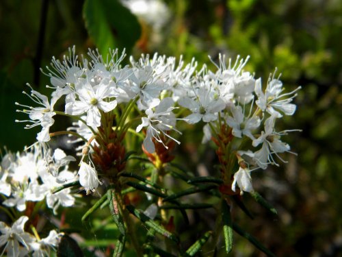 лечение багульником