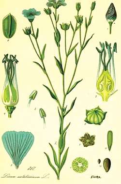 Лен посевной