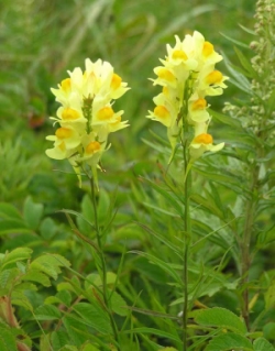 Льнянка обыкновенная