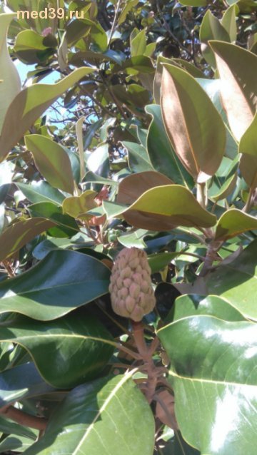 южная магнолия,  вечнозеленый магнолия, лечебные свойства