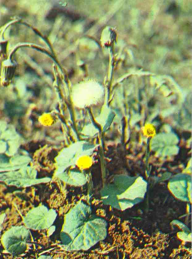 Мать-и -мачеха