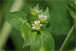 мокрица фото