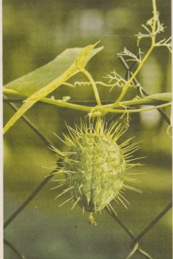 Бешенный огурец фото