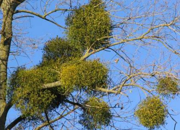 Омела белая в народной медицине