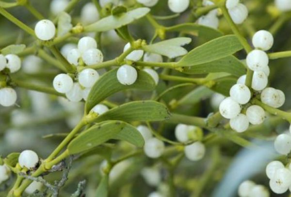 Омела белая в народной медицине