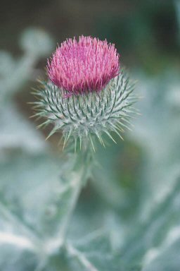 татарник колючий фото