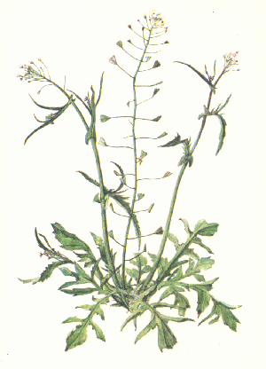 Пастушья сумка фото 