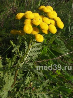 Пижма обыкновенная