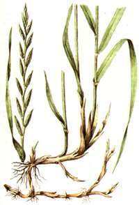 Пырей обыкновенный ползучий фото