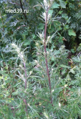 Полынь обыкновенная лечение