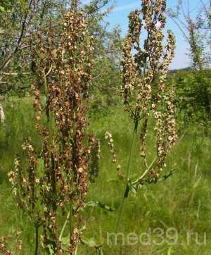 щавель конский