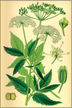 Сныть обыкновенная