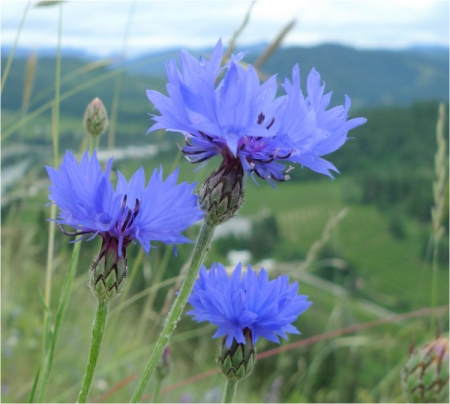 Василек синий (Centaurea cyanus L) фото