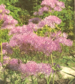 Василистник простой фото