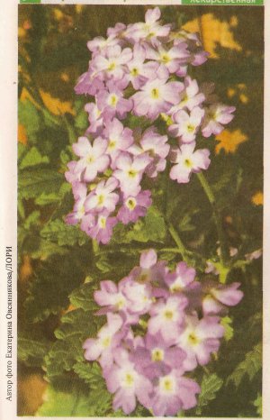 Вербена лекарственная (Verbena L.)