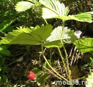 Лесная земляника