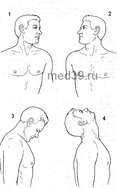 Грива шактивардхак