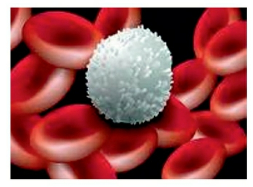 Лейкоциты, фото