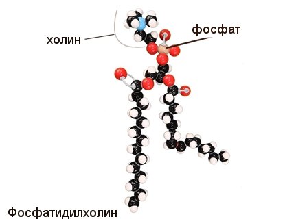 что такое фосфолипиды, фосфатидилхолин