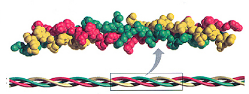 Структура коллагена