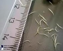 Острицы у детей