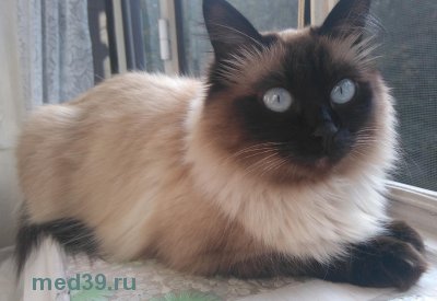 поцарапала кошка что делать