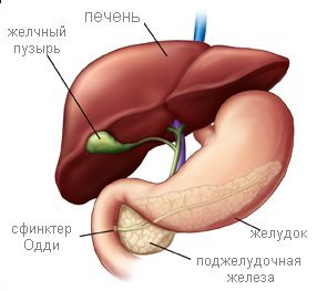 дискинезия желчевыводящих путей