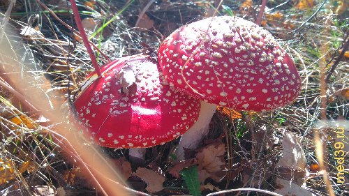 Лечение мухомором