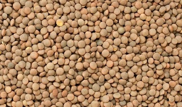 коричневая чечевица