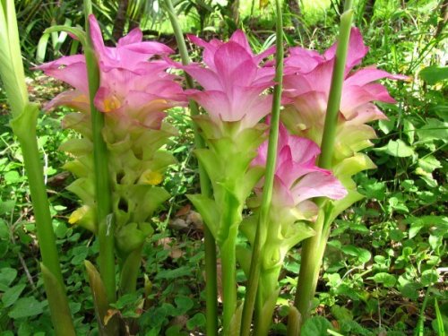 Польза куркумы