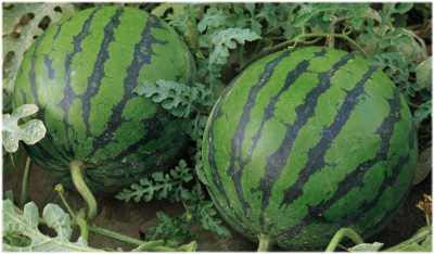 полезные свойства арбуза