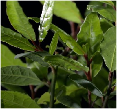 использование масла лаврового листа