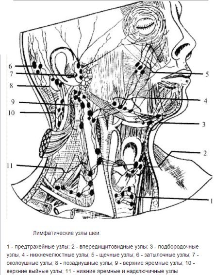 Лимфoузлы на шее