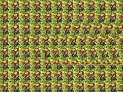 стерео картинки sird