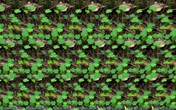 стерео картинки sird