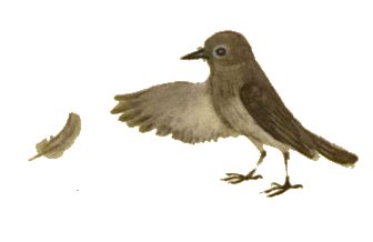 Сказка - серое перышко