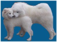 сказка про щенка