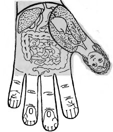 Подобие по кисти