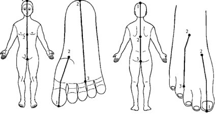 Су Джок,линии симметрии стопы