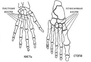 Су Джок, системы соответствия