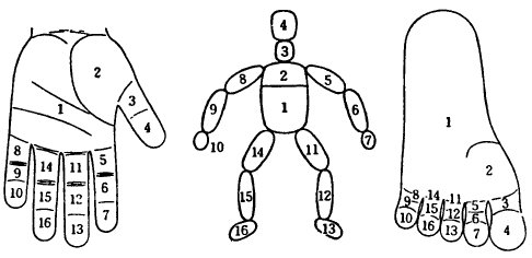 Су Джок, системы соответствия