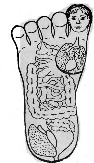 Су Джок,линии симметрии стопы