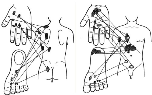 Су Джок,точки соответствия